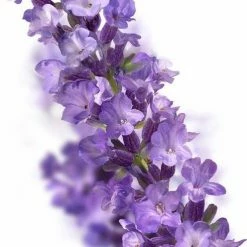 Goedkoop 🎁 Kneipp Relaxing - Huidolie 😍 17 Goedkoop 🎁 Kneipp Relaxing - Huidolie 😍 -La Roche Shop 492x840 1