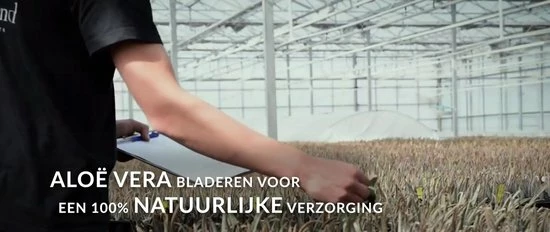 Goedkoopste π Dr. Green® 1x- Aloë Vera Blad - MAAK GEL IN 3 MINUTEN - 100% Puur - Biologisch π 4 Goedkoopste π Dr. Green® 1x- Aloë Vera Blad - MAAK GEL IN 3 MINUTEN - 100% Puur - Biologisch π - Afbeelding 2