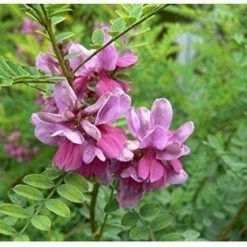 Gloednieuw π Berivita Indigo Poeder 100% Zuiver - 100gr β 8 Gloednieuw π Berivita Indigo Poeder 100% Zuiver - 100gr β -La Roche Shop 550x428 4