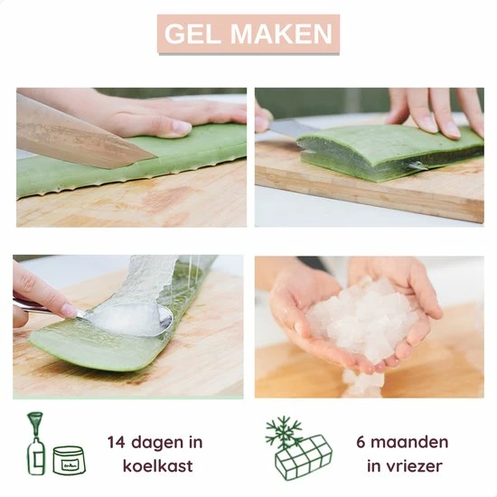 Goedkoopste π Dr. Green® 1x- Aloë Vera Blad - MAAK GEL IN 3 MINUTEN - 100% Puur - Biologisch π 7 Goedkoopste π Dr. Green® 1x- Aloë Vera Blad - MAAK GEL IN 3 MINUTEN - 100% Puur - Biologisch π - Afbeelding 5
