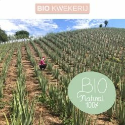 Goedkoopste π Dr. Green® 1x- Aloë Vera Blad - MAAK GEL IN 3 MINUTEN - 100% Puur - Biologisch π 20 Goedkoopste π Dr. Green® 1x- Aloë Vera Blad - MAAK GEL IN 3 MINUTEN - 100% Puur - Biologisch π -La Roche Shop 550x550 898