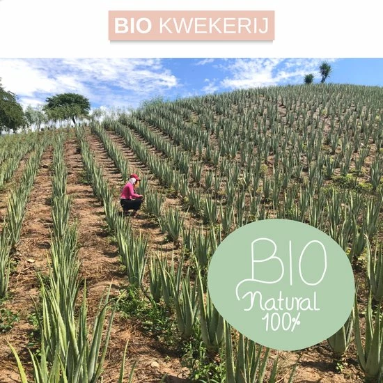 Goedkoopste π Dr. Green® 1x- Aloë Vera Blad - MAAK GEL IN 3 MINUTEN - 100% Puur - Biologisch π 8 Goedkoopste π Dr. Green® 1x- Aloë Vera Blad - MAAK GEL IN 3 MINUTEN - 100% Puur - Biologisch π - Afbeelding 6