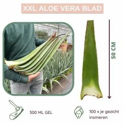 Goedkoopste π Dr. Green® 1x- Aloë Vera Blad - MAAK GEL IN 3 MINUTEN - 100% Puur - Biologisch π 21 Goedkoopste π Dr. Green® 1x- Aloë Vera Blad - MAAK GEL IN 3 MINUTEN - 100% Puur - Biologisch π -La Roche Shop 550x550 899