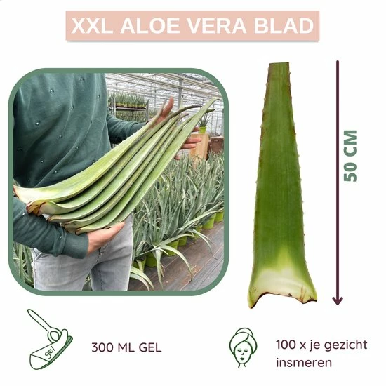 Goedkoopste π Dr. Green® 1x- Aloë Vera Blad - MAAK GEL IN 3 MINUTEN - 100% Puur - Biologisch π 9 Goedkoopste π Dr. Green® 1x- Aloë Vera Blad - MAAK GEL IN 3 MINUTEN - 100% Puur - Biologisch π - Afbeelding 7